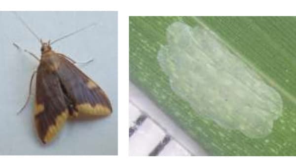 【特殊報】タケノコ園でキモンホソバノメイガの被害　府内で初めて確認　京都府