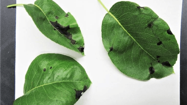 【特殊報】ルレクチエにセイヨウナシ黒斑細菌病　県内で初めて確認　新潟県