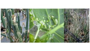 シロイチモジヨトウ　県内全域で多発のおそれ