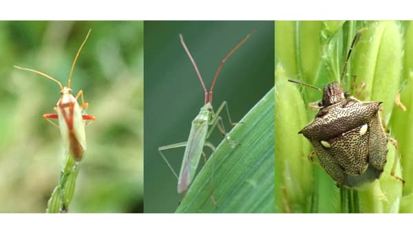 【注意報】斑点米カメムシ類　県下全域で多発のおそれ　富山県