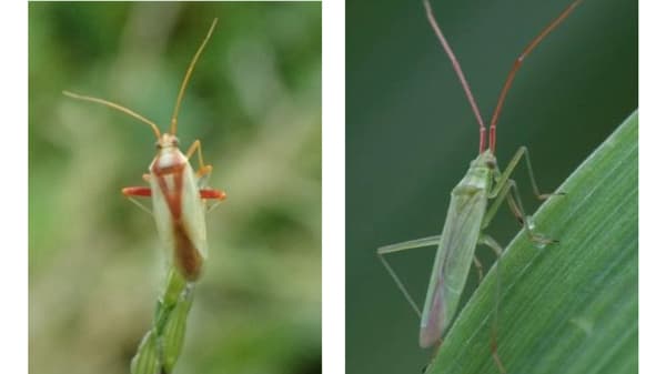 【注意報】斑点米カメムシ類　県下全域で多発のおそれ　富山県