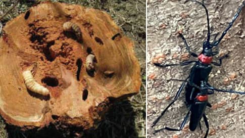 外来カミキリムシの防除法開発　森林総合研究所など成果を紹介　生研支援センター