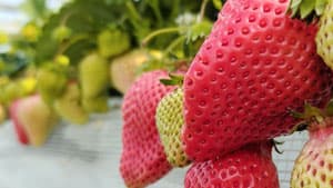 いちごハダニ類　県内全域で多発のおそれ