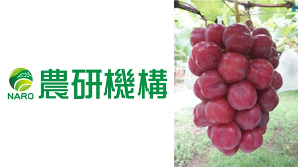 皮ごと食べられる赤色のブドウ新品種「サニーハート」育成　農研機構