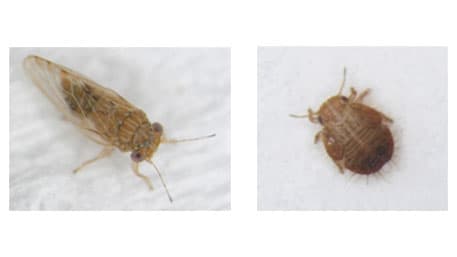 ビワキジラミ　京都市内で発生　府内で初めて確認