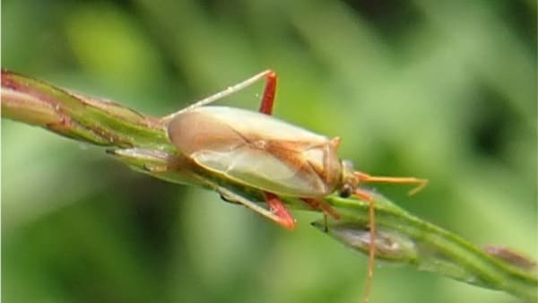 【注意報】いね 斑点米カメムシ類　県下全域で多発のおそれ　山形県