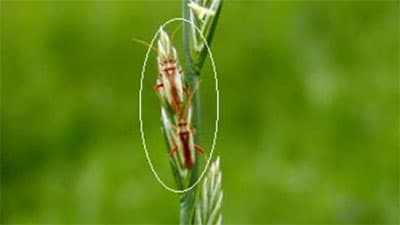【注意報】水稲に斑点米カメムシ類　県下全域で多発のおそれ　岩手県