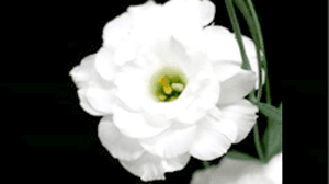 トルコギキョウ　花の香り成分を明らかに　良い香りの品種育成へ期待　農研機構