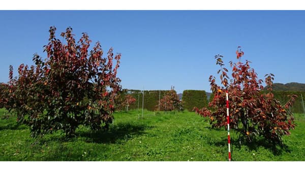 カキのわい性台木に利用できる品種「豊楽台」標準作業手順書を公開　農研機構