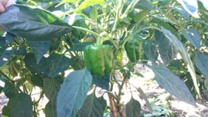 ピーマンにタバコガ類　県内全域で発生のおそれ