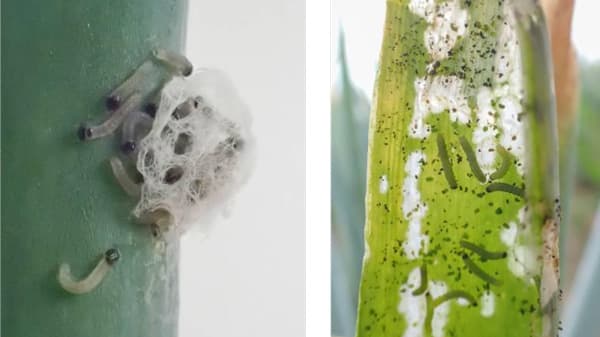 【注意報】野菜、豆、花き類にシロイチモジヨトウ　県下全域で多発のおそれ　茨城県