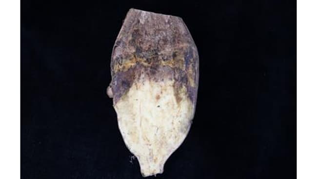 サツマイモ基腐病　県内で初めて確認