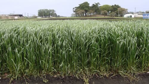 早生で耐雪性に優れる牧草イタリアンライグラス新品種「クワトロ-TK5」発売　農研機構