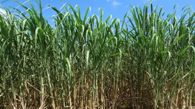 【特殊報】鹿児島県与論島　サトウキビにヒゲマダライナゴ　県内で初めて確認　鹿児島県