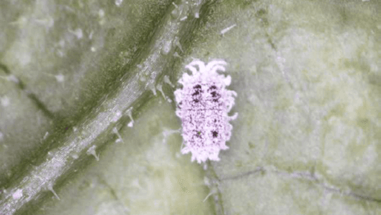 キュウリにクロテンコナカイガラムシ　県内で初めて確認