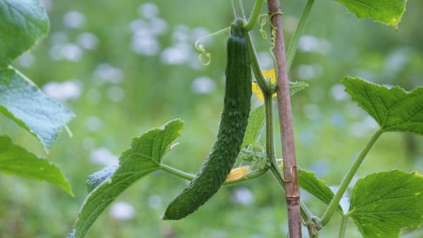 【注意報】キュウリ、ピーマン、トマトにタバココナジラミ　県下全域で多発のおそれ　宮崎県