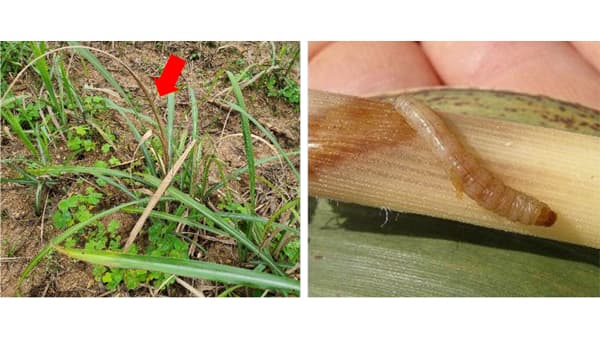 【注意報】さとうきびにメイチュウ類　久米島で多発のおそれ　沖縄県