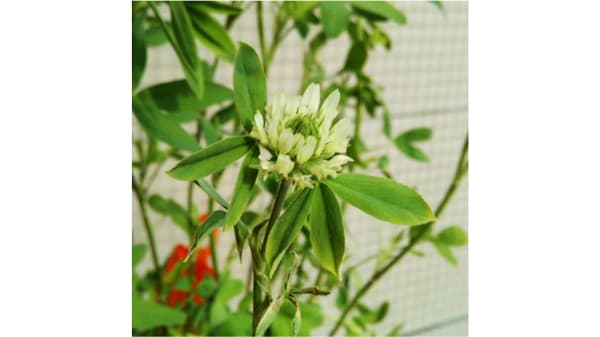 エジプシャンクローバーの高精度全ゲノム解読　品種特性を最新ロングリード技術で解明　かずさDNA研究所