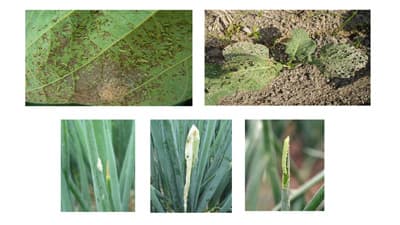 【注意報】ハスモンヨトウとシロイチモジヨトウ　県下全域で多発のおそれ　香川県