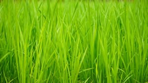 水稲に斑点米カメムシ類　県内全域で多発のおそれ