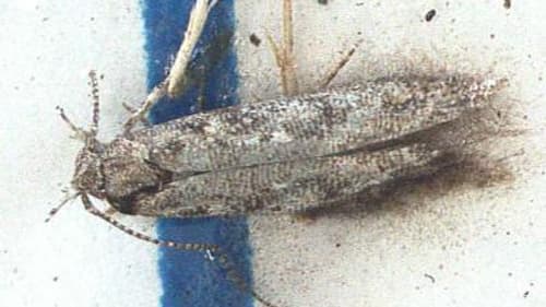 【特殊報】トマトキバガ　県内で初めて確認　群馬県