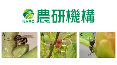 天敵昆虫導入による防除効果が約40年持続　伝統的生物的防除の持続事例を解明　農研機構