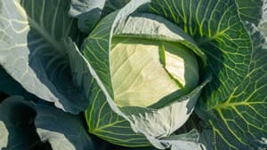 【注意報】すでに例年の6倍以上誘殺　あぶらな科野菜のコナガが多発のおそれ　北海道