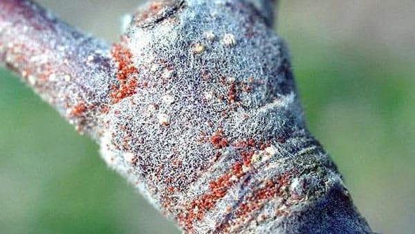 リンゴハダニ多発の恐れ　展葉期までにマシン油乳剤の散布を