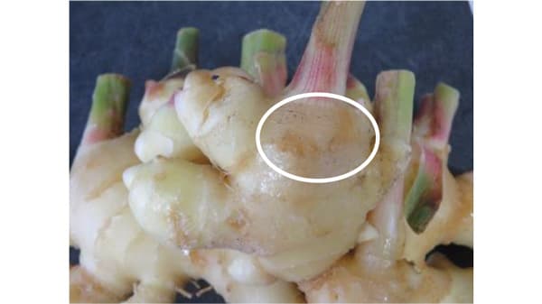 【特殊報】ショウガ褐色しみ病　県内で初めて発生確認　岡山県