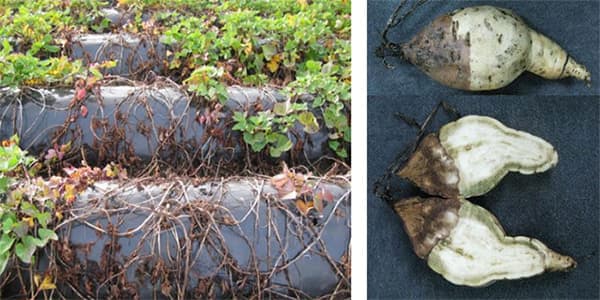 【クローズアップ】価格への影響は？　サツマイモ基腐病が全国に拡大