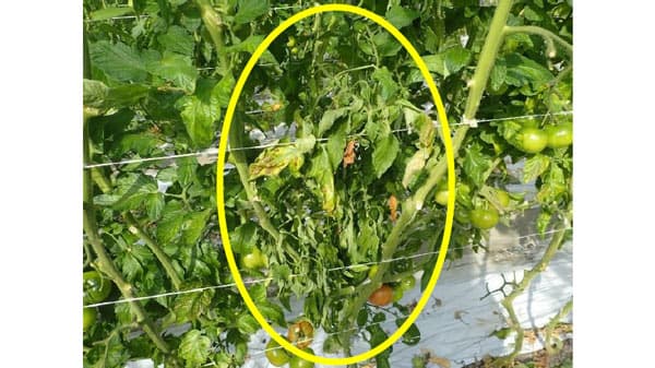 トマト立枯病　県内で初めて確認