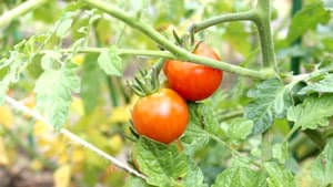 ピーマン、トマトに"うどんこ病"　県内全域で発生のおそれ