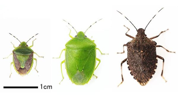 【警報】果樹カメムシ県内全域で多発　例年を大幅に上回る　広島県