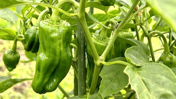 【注意報】ピーマンに斑点病　県内全域で多発のおそれ　大分県