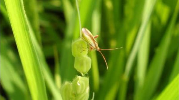 【注意報】斑点米カメムシ類の多発　穂揃期1週間後の薬剤防除徹底を　岩手県