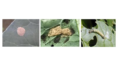 【注意報】野菜類、花き類にハスモンヨトウ　県内全域で多発のおそれ　徳島県