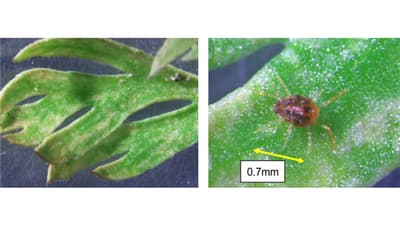 【特殊報】にんじんにホモノハダニ　県内で初めて確認　兵庫県
