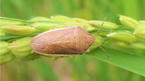 【注意報】水稲にイネカメムシ　県南部で多発のおそれ　栃木県
