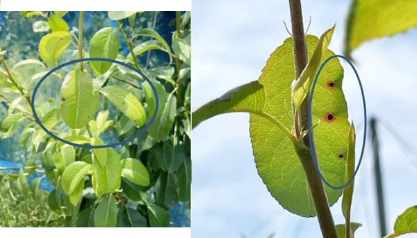 【注意報】セイヨウナシ褐色斑点病　県内全域で多発のおそれ　新潟県