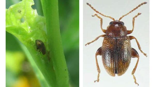 ホオズキ栽培ほ場でタバコノミハムシの発生を確認