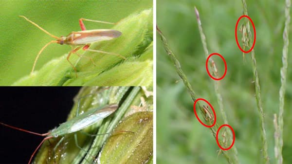 いね斑点米カメムシ類　県下全域で多発のおそれ