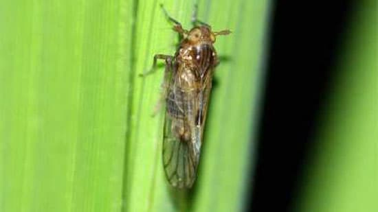 水稲にトビイロウンカ　県内全域でやや多発のおそれ