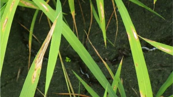 【注意報】イネいもち病　県内全域で多発のおそれ　長野県