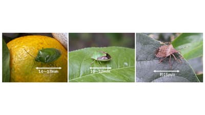 【注意報】カンキツ類、カキ、キウイフルーツに果樹カメムシ類　県内全域で多発のおそれ　徳島県