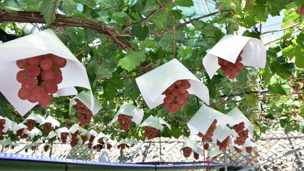 世界初　有機薄膜太陽電池を活用したブドウ栽培　実証試験を公開