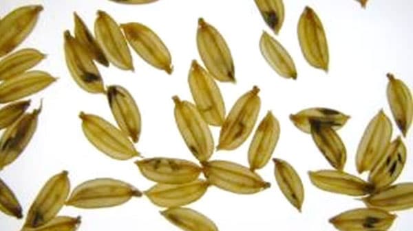 水稲の高温不稔　温度上昇に湿度が強く影響　国際的観測ネットワークで解明　農研機構ら