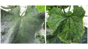 キュウリ退緑黄化病　西讃地域で発生　県内で初めて確認