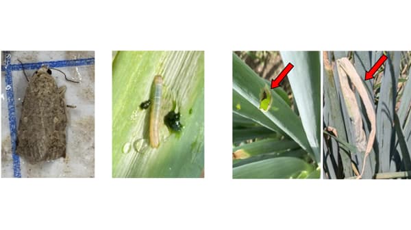 【注意報】ネギ、その他野菜・花き類にシロイチモジヨトウ　県下全域で多発のおそれ　富山県