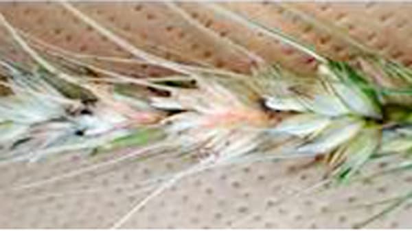 【注意報】ムギ類赤かび病　多発リスクに注意　三重県