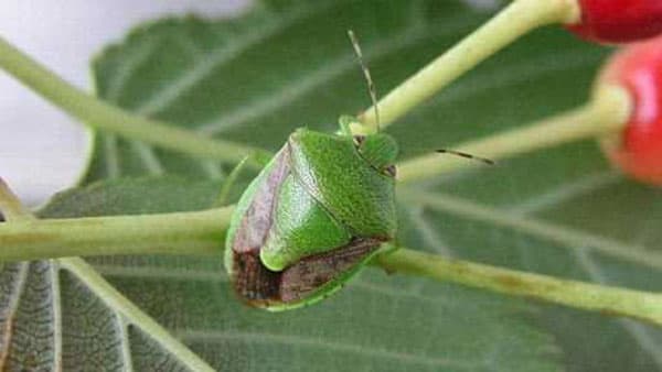 果樹を加害「チャバネアオカメムシ」の多発生を予測